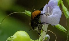 Amegilla dohertyi