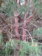 Pinus pinaster