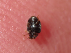 Nephus redtenbacheri