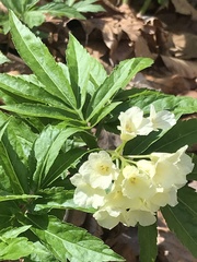 Cardamine kitaibelii