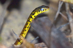 Xenochrophis maculatus