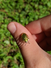 Eurypepla calochroma