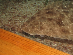 Paralichthys