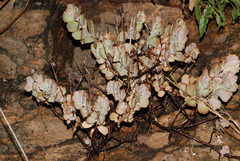 Kalanchoe fedtschenkoi