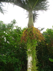Pinanga tashiroi