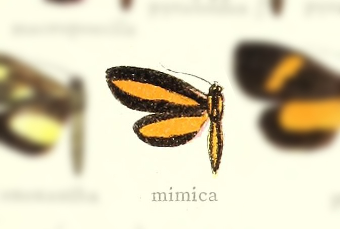 Erbessa mimica