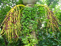 Pinanga tashiroi