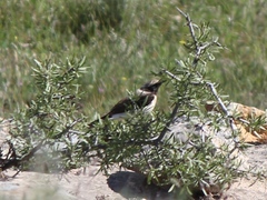 Oenanthe melanoleuca