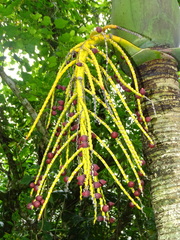 Pinanga tashiroi