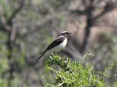 Oenanthe melanoleuca