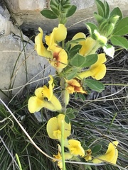 Chamaecytisus hirsutus