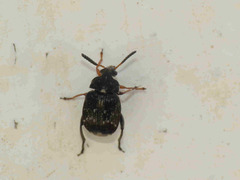 Bruchus luteicornis