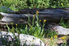 Senecio sphaerocephalus