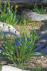 Senecio sphaerocephalus