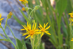 Senecio sphaerocephalus