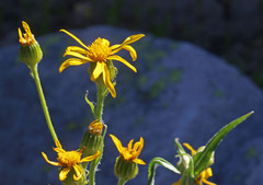 Senecio sphaerocephalus