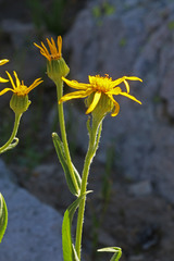 Senecio sphaerocephalus