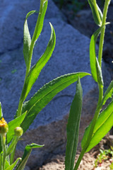 Senecio sphaerocephalus