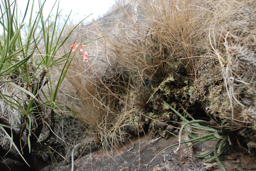 Aloe perrieri, photograph 1