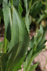 Senecio sphaerocephalus