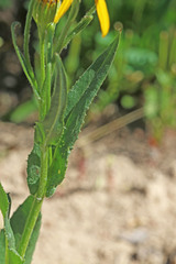 Senecio sphaerocephalus