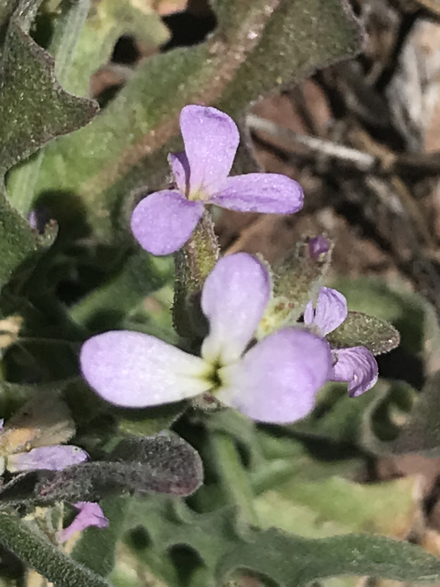 Matthiola parviflora