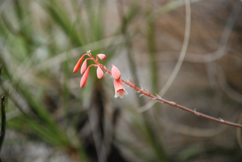 Aloe perrieri