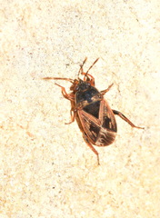 Trapezonotus dispar