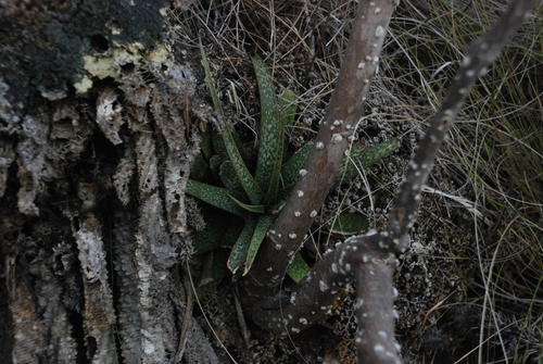 Aloe perrieri, photograph 3