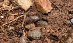Armadillidium bicurvatum