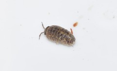 Armadillidium bicurvatum