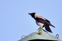 Corvus cornix cornix
