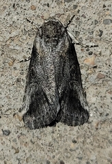 Aleptina inca