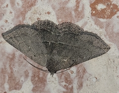 Lesmone griseipennis