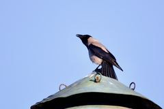 Corvus cornix cornix