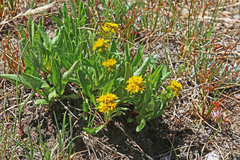 Solidago multiradiata scopulorum