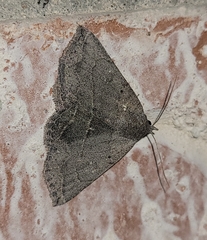 Lesmone griseipennis