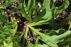 Solidago multiradiata scopulorum