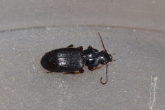 Pterostichus strenuus