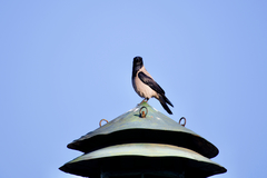 Corvus cornix cornix