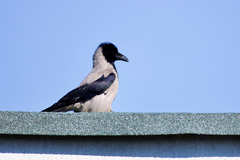 Corvus cornix cornix