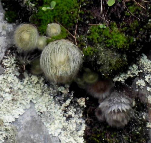 Parodia haselbergii