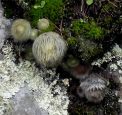 Parodia haselbergii