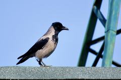 Corvus cornix cornix