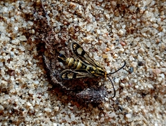 Chamaesphecia empiformis