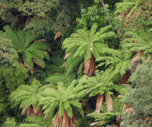Dicksonia sellowiana (Dicksonia sellowiana)