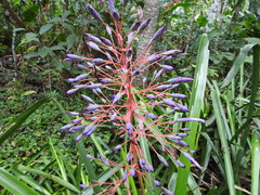Portea petropolitana