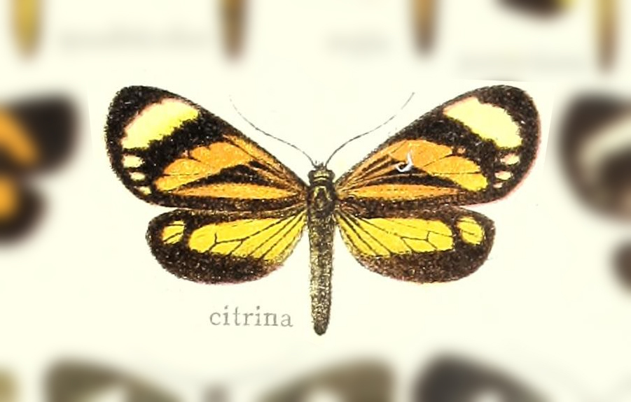 Erbessa citrina