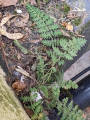 Corydalis cheilanthifolia
