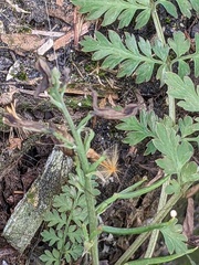 Corydalis cheilanthifolia